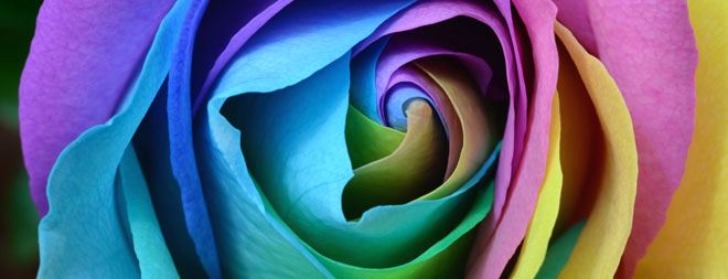 Colourful flower abstract